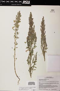 Herbarium Sheet of 